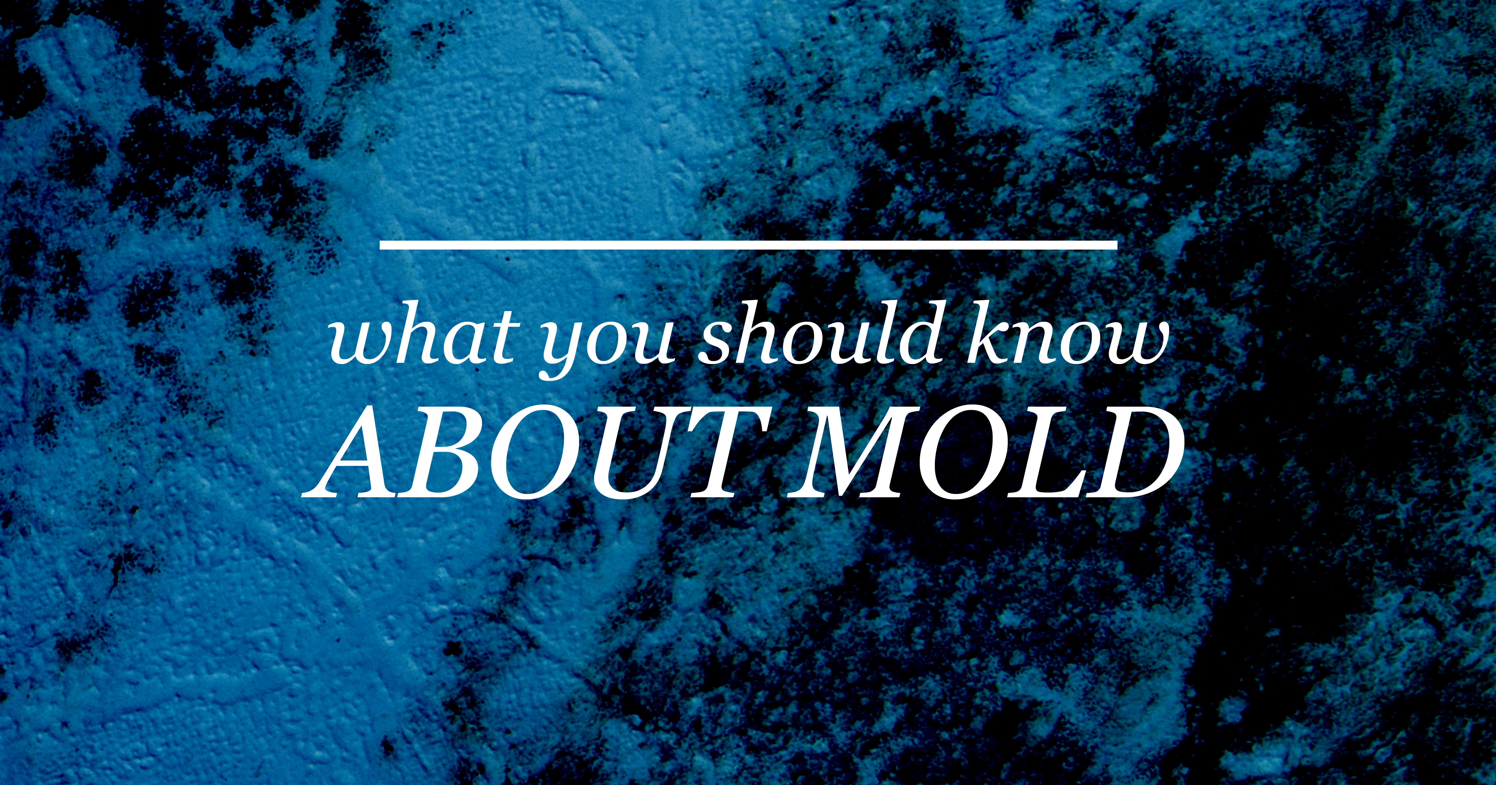 what you should know about mold